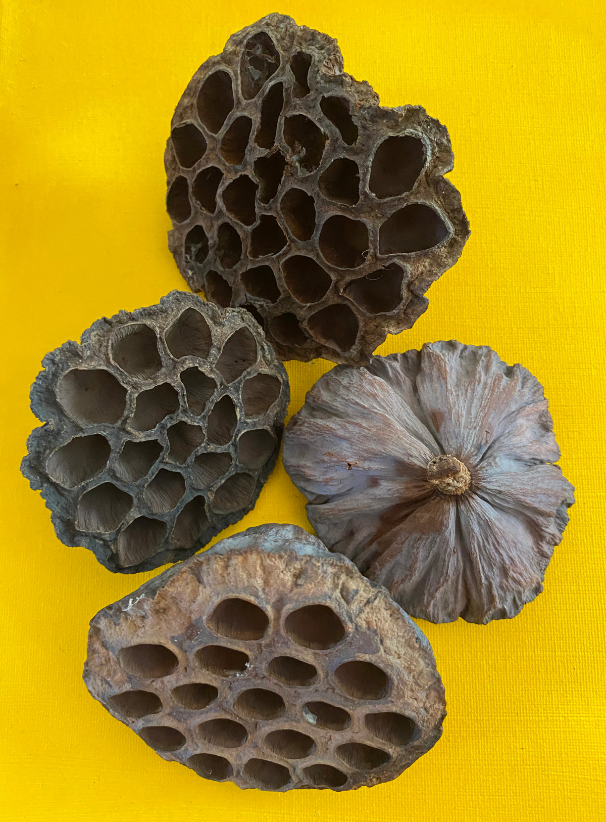 Lotus Pod Set