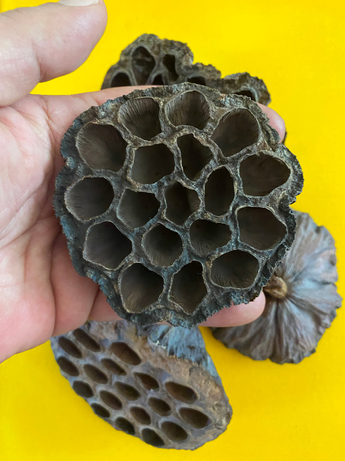 Lotus Pod Set