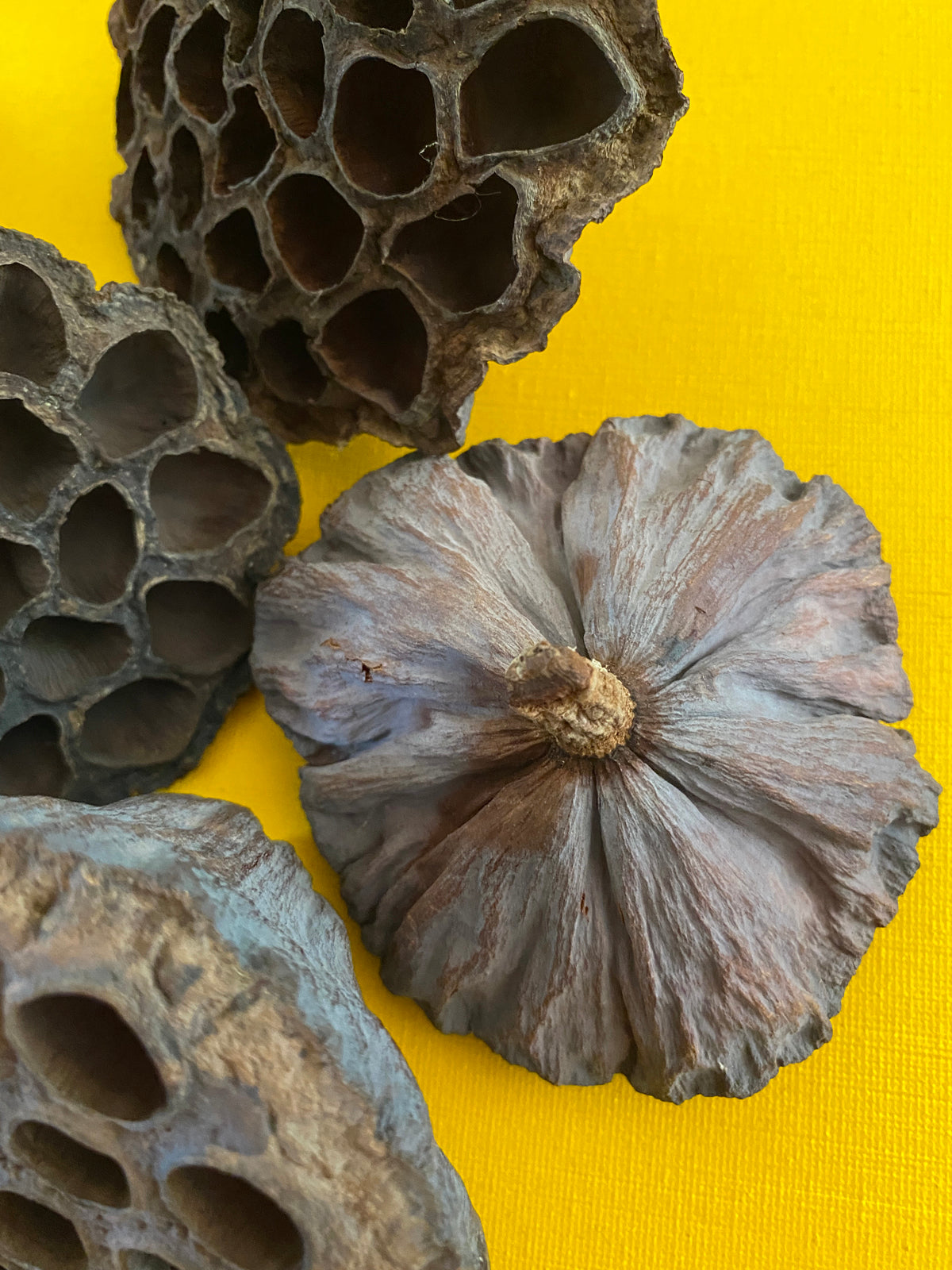 Lotus Pod Set