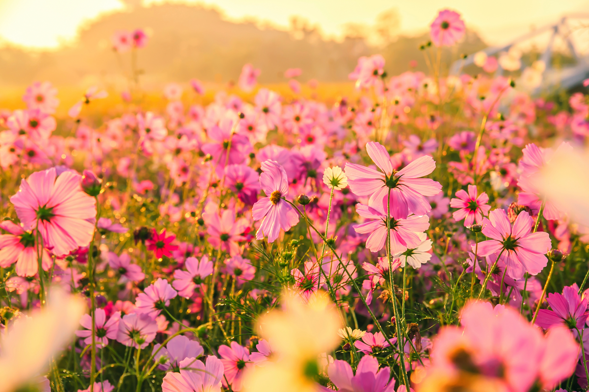 Blooming Seed Guided Meditation